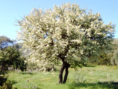 Pyrus amygdaliformis / Pero mandorlino